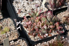 Коллекция суккулентов Стивена Хаммера (США, Калифорния, Виста)