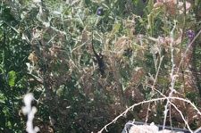 Коллекция суккулентов Стивена Хаммера (США, Калифорния, Виста)