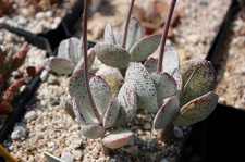 Коллекция суккулентов Стивена Хаммера (США, Калифорния, Виста)