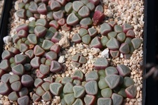 Коллекция суккулентов Стивена Хаммера (США, Калифорния, Виста)