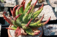 Коллекция суккулентов Стивена Хаммера (США, Калифорния, Виста)