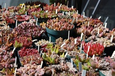 Коллекция суккулентов Стивена Хаммера (США, Калифорния, Виста)