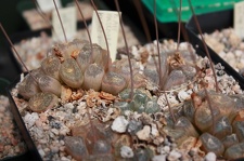 Коллекция суккулентов Стивена Хаммера (США, Калифорния, Виста)