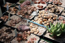 Коллекция суккулентов Стивена Хаммера (США, Калифорния, Виста)