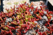 Коллекция суккулентов Стивена Хаммера (США, Калифорния, Виста)