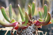 Коллекция суккулентов Стивена Хаммера (США, Калифорния, Виста)