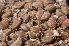 Коллекция суккулентов Стивена Хаммера (США, Калифорния, Виста)