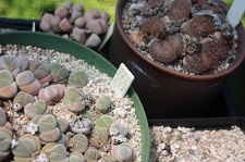 Коллекция суккулентов Стивена Хаммера (США, Калифорния, Виста)