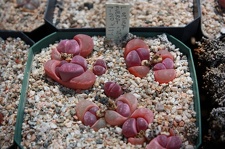 Коллекция суккулентов Стивена Хаммера (США, Калифорния, Виста)