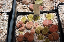 Коллекция суккулентов Стивена Хаммера (США, Калифорния, Виста)