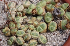 Коллекция суккулентов Стивена Хаммера (США, Калифорния, Виста)