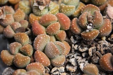 Коллекция суккулентов Стивена Хаммера (США, Калифорния, Виста)