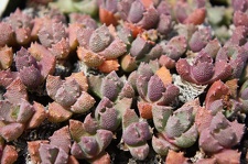 Коллекция суккулентов Стивена Хаммера (США, Калифорния, Виста)