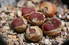 Коллекция суккулентов Стивена Хаммера (США, Калифорния, Виста)