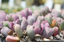 Коллекция суккулентов Стивена Хаммера (США, Калифорния, Виста)