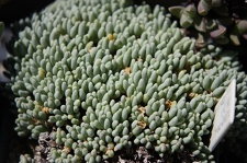 Коллекция суккулентов Стивена Хаммера (США, Калифорния, Виста)