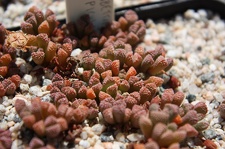 Коллекция суккулентов Стивена Хаммера (США, Калифорния, Виста)