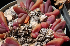 Коллекция суккулентов Стивена Хаммера (США, Калифорния, Виста)