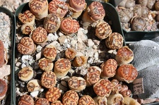 Коллекция суккулентов Стивена Хаммера (США, Калифорния, Виста)