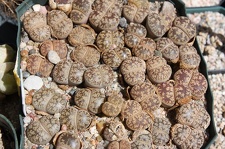 Коллекция суккулентов Стивена Хаммера (США, Калифорния, Виста)