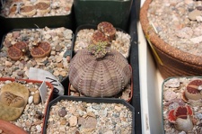 Коллекция суккулентов Стивена Хаммера (США, Калифорния, Виста)