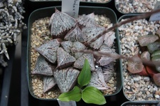 Коллекция суккулентов Стивена Хаммера (США, Калифорния, Виста)