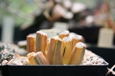 Коллекция суккулентов Стивена Хаммера (США, Калифорния, Виста)