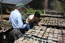 Коллекция суккулентов Стивена Хаммера (США, Калифорния, Виста)