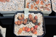 Коллекция суккулентов Стивена Хаммера (США, Калифорния, Виста)