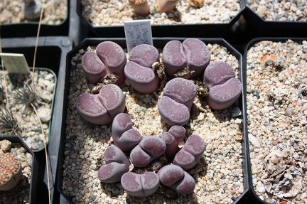 Коллекция суккулентов Стивена Хаммера (США, Калифорния, Виста)