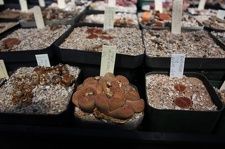 Коллекция суккулентов Стивена Хаммера (США, Калифорния, Виста)