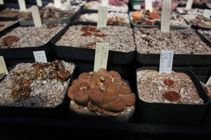 Коллекция суккулентов Стивена Хаммера (США, Калифорния, Виста)