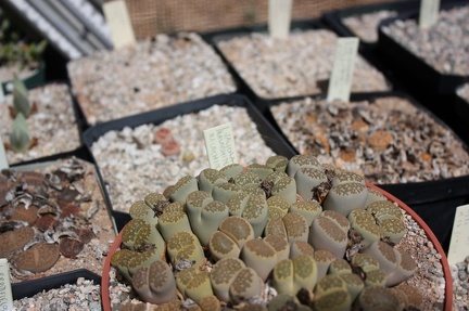 Коллекция суккулентов Стивена Хаммера (США, Калифорния, Виста)