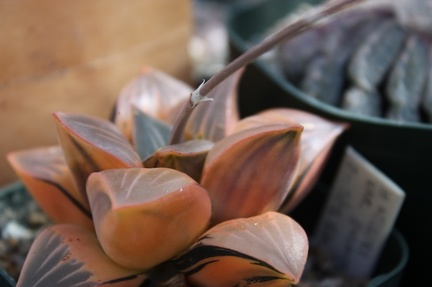 Коллекция суккулентов Стивена Хаммера (США, Калифорния, Виста)