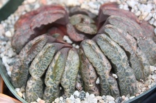 Коллекция суккулентов Стивена Хаммера (США, Калифорния, Виста)