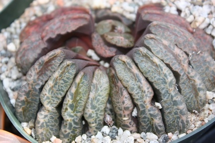 Коллекция суккулентов Стивена Хаммера (США, Калифорния, Виста)