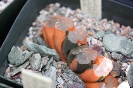 Коллекция суккулентов Стивена Хаммера (США, Калифорния, Виста)