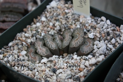 Коллекция суккулентов Стивена Хаммера (США, Калифорния, Виста)