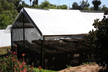 Коллекция суккулентов Стивена Хаммера (США, Калифорния, Виста)