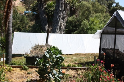 Коллекция суккулентов Стивена Хаммера (США, Калифорния, Виста)