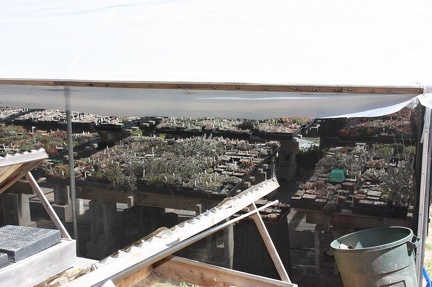 Коллекция суккулентов Стивена Хаммера (США, Калифорния, Виста)