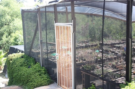 Коллекция суккулентов Стивена Хаммера (США, Калифорния, Виста)