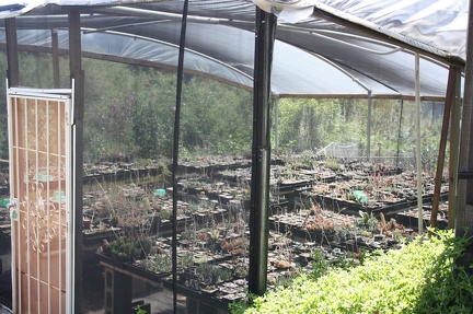 Коллекция суккулентов Стивена Хаммера (США, Калифорния, Виста)