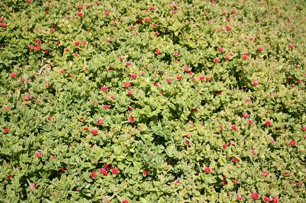 Коллекция суккулентов Стивена Хаммера (США, Калифорния, Виста)