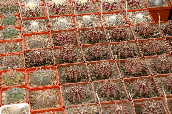 Коллекция Игоря и Елены Сытник (Харьков)