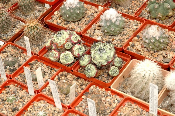 Коллекция Игоря и Елены Сытник (Харьков)