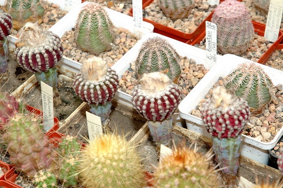 Коллекция Игоря и Елены Сытник (Харьков)