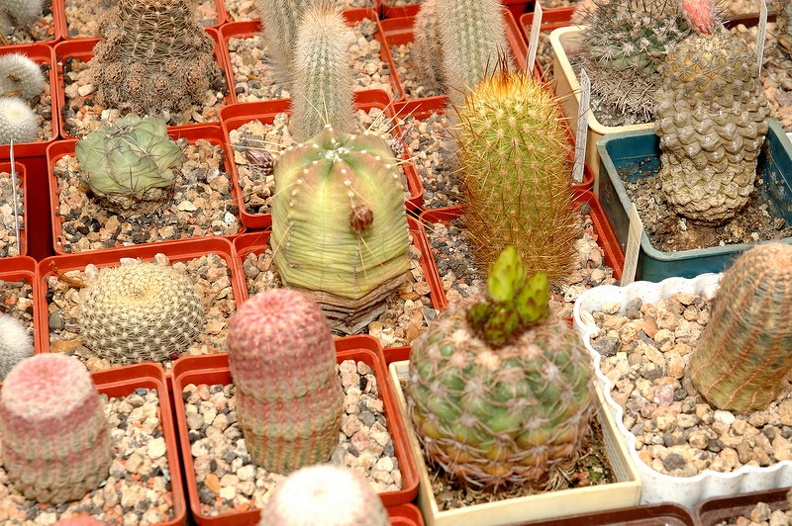 DSC_1330.jpg