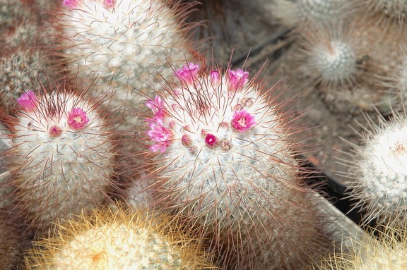 Коллекция Игоря и Елены Сытник (Харьков)