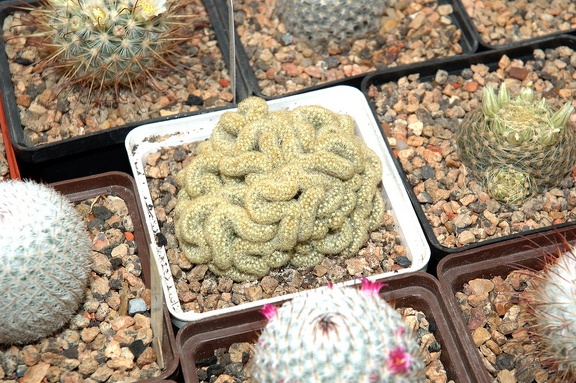 Коллекция Игоря и Елены Сытник (Харьков)